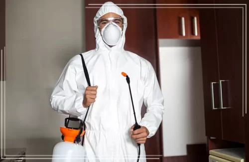 مكافحة النمل الاسود بجدة