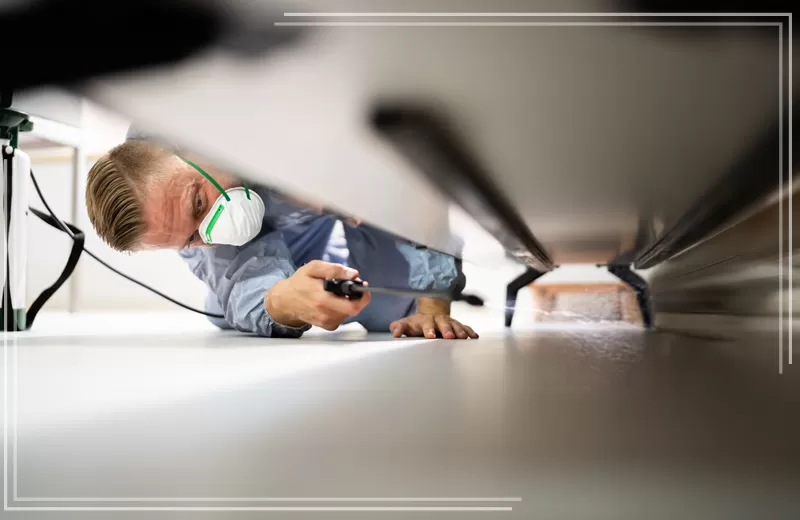 شركة مكافحة حشرات بجدة